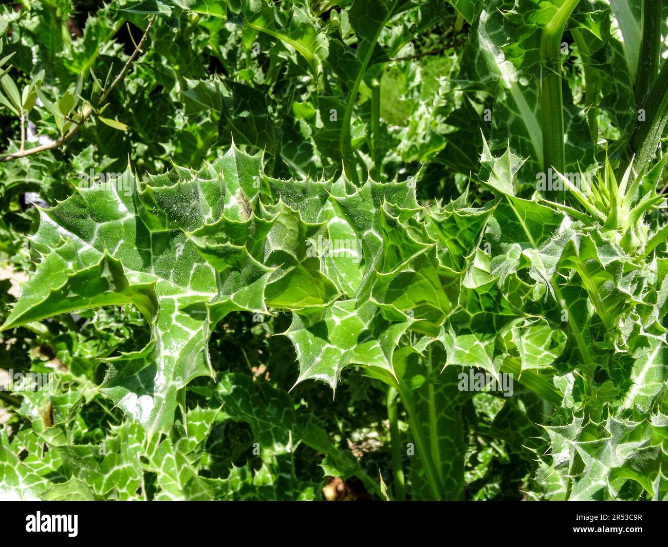 Spikey Silybum Marianum (chardon marie). Primo piano naturale paesaggio fiorito piante ritratto in luce solare primavera Foto Stock
