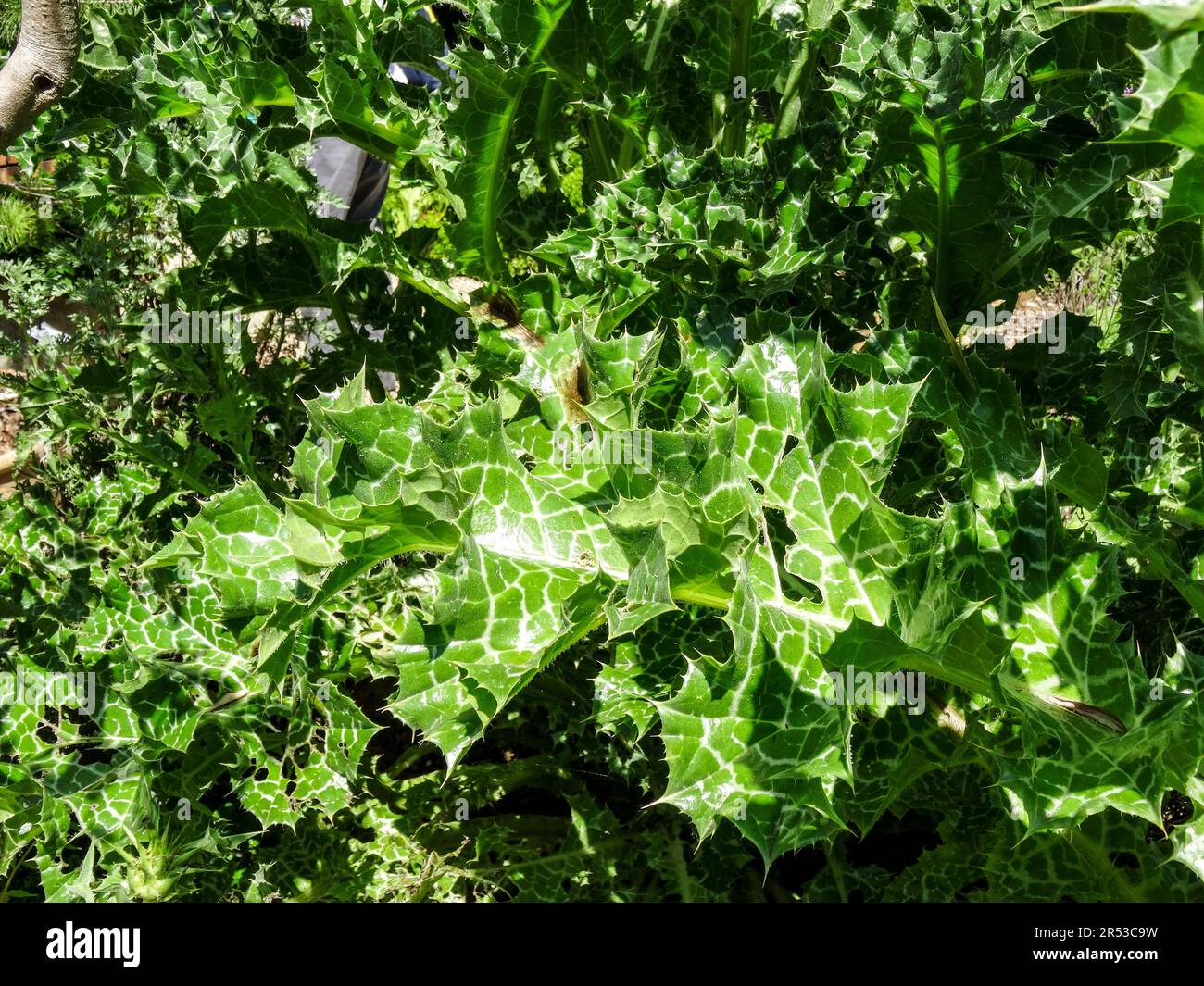 Spikey Silybum Marianum (chardon marie). Primo piano naturale paesaggio fiorito piante ritratto in luce solare primavera Foto Stock