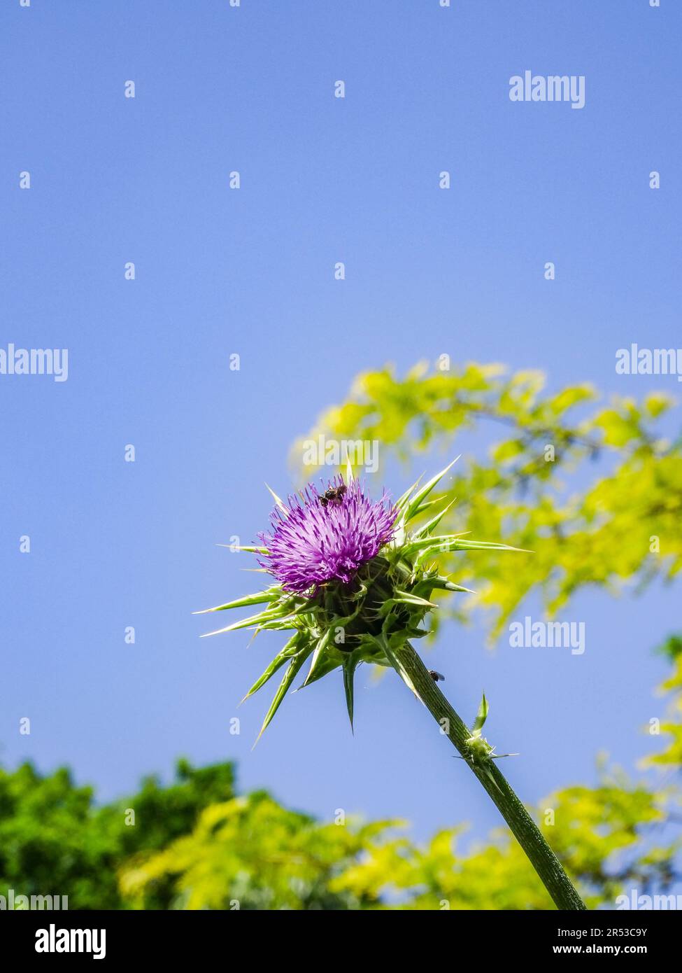 Spikey Silybum Marianum (chardon marie). Primo piano naturale paesaggio fiorito piante ritratto in luce solare primavera Foto Stock