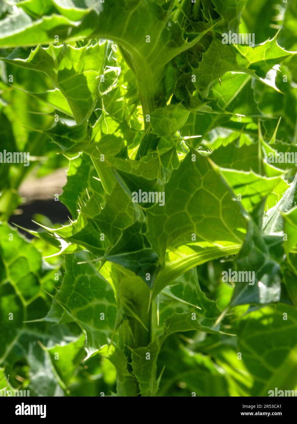 Spikey Silybum Marianum (chardon marie). Primo piano naturale paesaggio fiorito piante ritratto in luce solare primavera Foto Stock