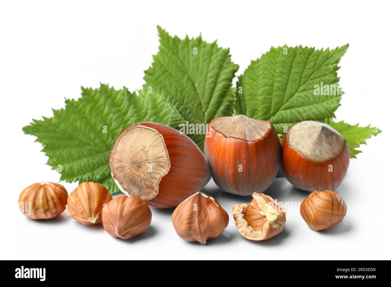 Nocciole-filberts in guscio, intero e mezzo con foglie isolate su fondo bianco Foto Stock
