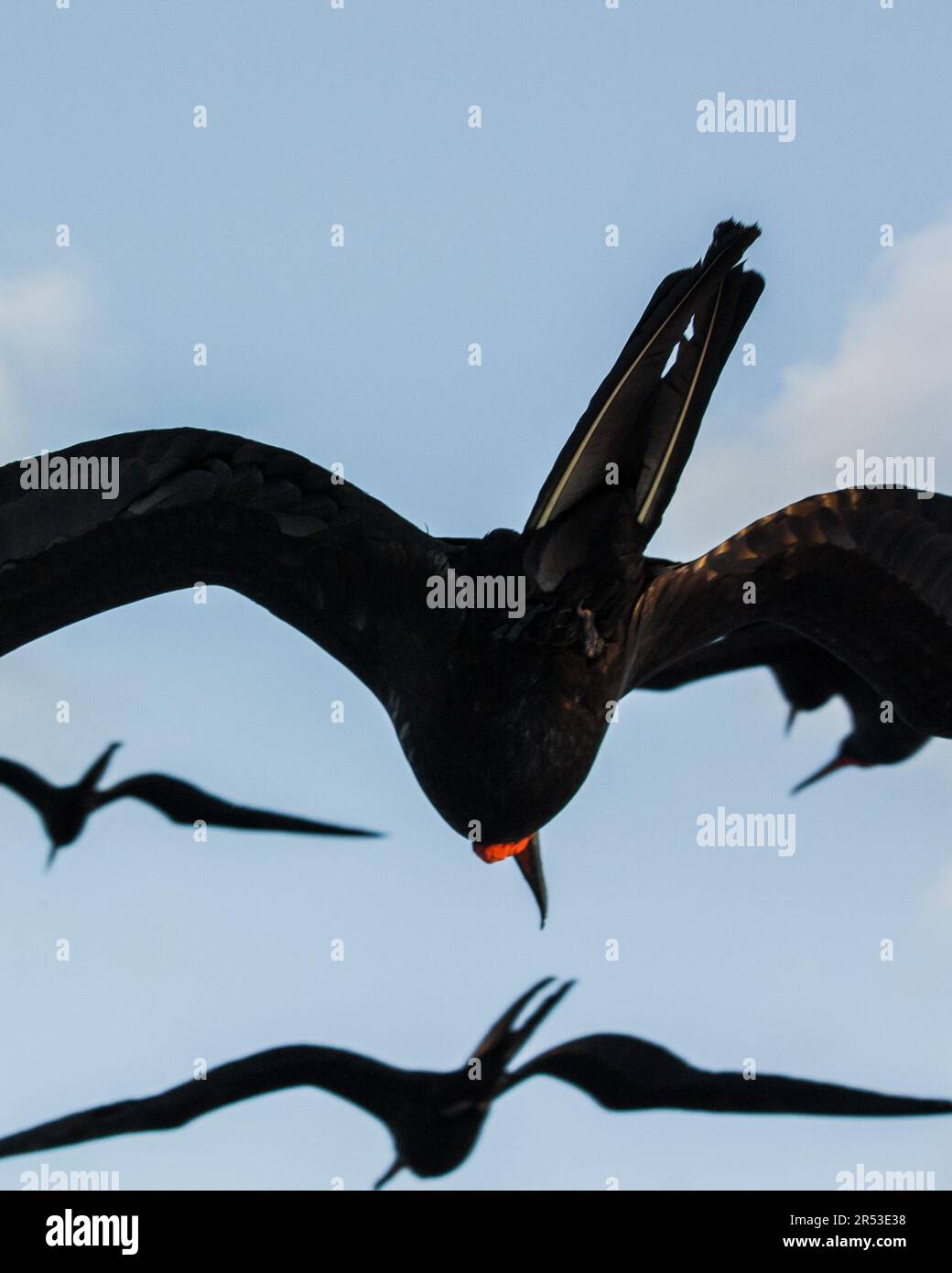 Sotto uccelli fregati volanti su sfondo azzurro cielo in Galapagos Foto Stock