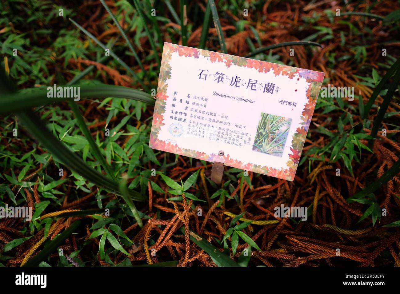 Targa con nome botanico latino e descrizione delle piante in cinese per Sansevieria cylindrica (Dracaena angolensis); Chiang Kai-Shek Memorial Park, Taipei. Foto Stock