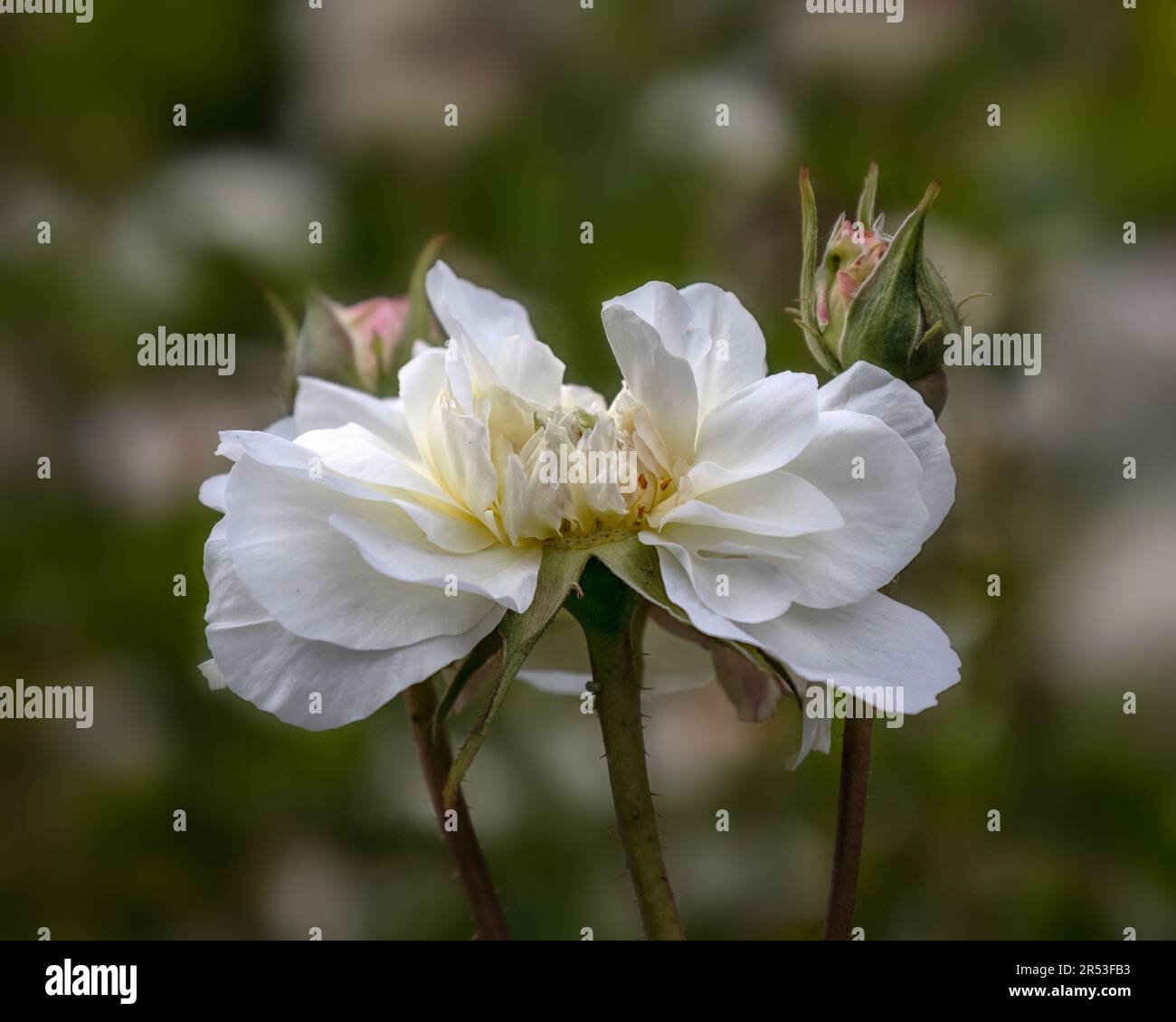 Primo piano di un unico fiore di Rosa 'Susan Williams-Ellis' in un giardino all'inizio dell'estate Foto Stock