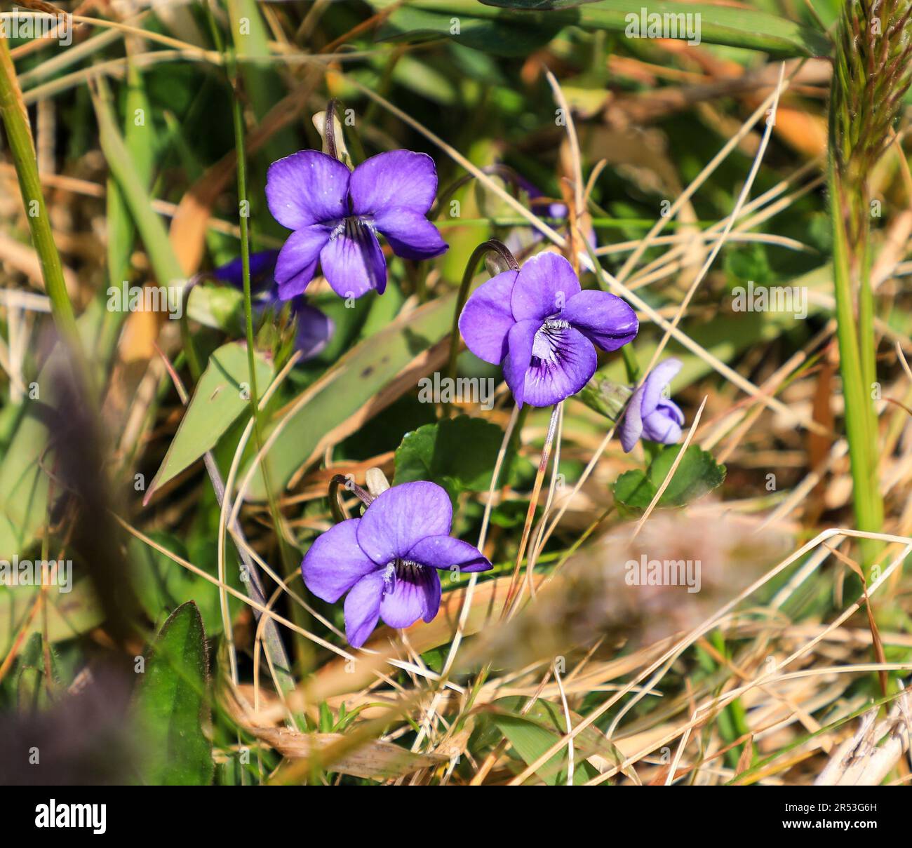 I fiori viola viola di un viola selvatico del cane comune (Viola riviniana), Inghilterra, Regno Unito Foto Stock