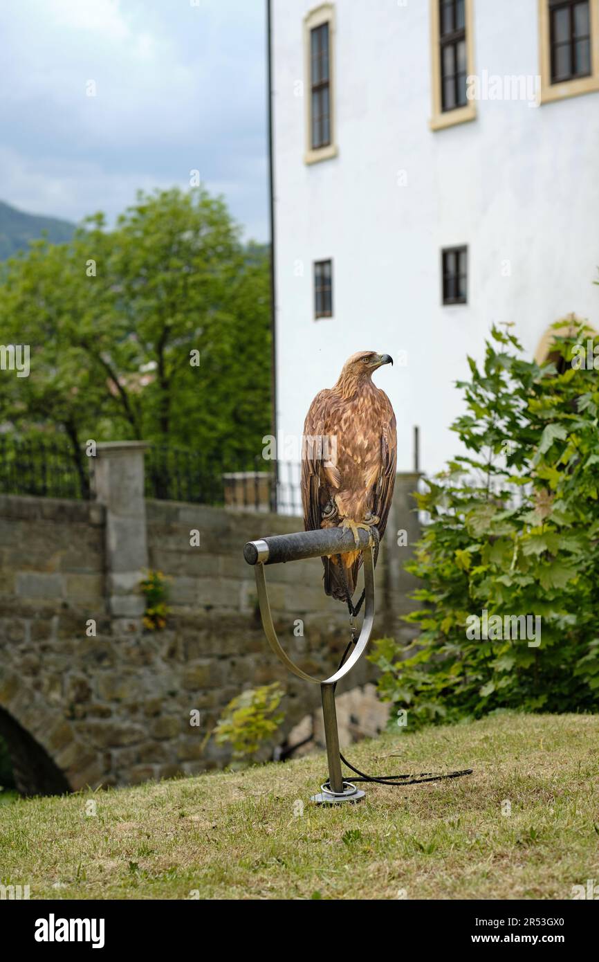 Vista frontale su un grande rapace d'aquila reale seduto addomesticato e tenuto in cattività, esposto alle feste della città in un castello. Vecchio edificio bianco e alberi. Foto Stock