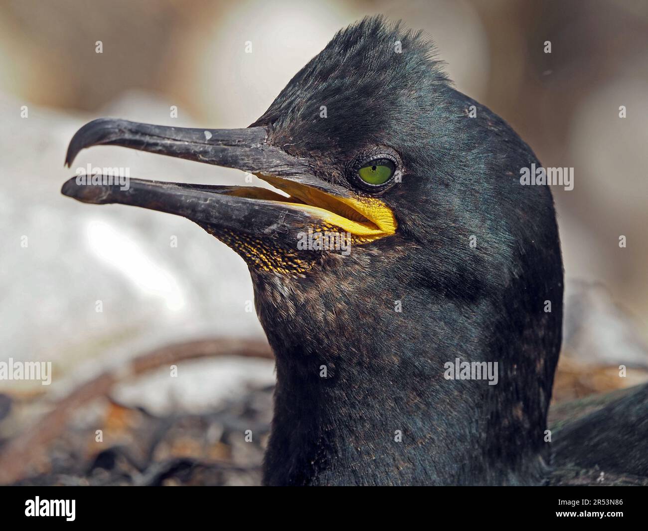 Shag (Gulosus aristotelis) ansimando con occhio verde e gape aperta rivelando la bocca gialla nelle Isole Farne, Northumbria, Inghilterra, Regno Unito Foto Stock