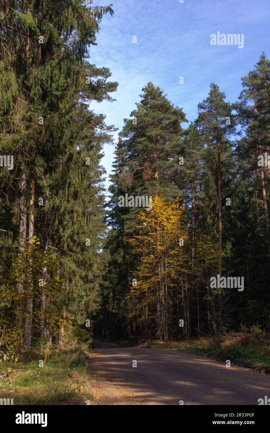 La strada tra gli alberi nella foresta. Luce solare. Foresta Evergreen strada non asfaltata. Strada di campagna. Lituania Foto Stock