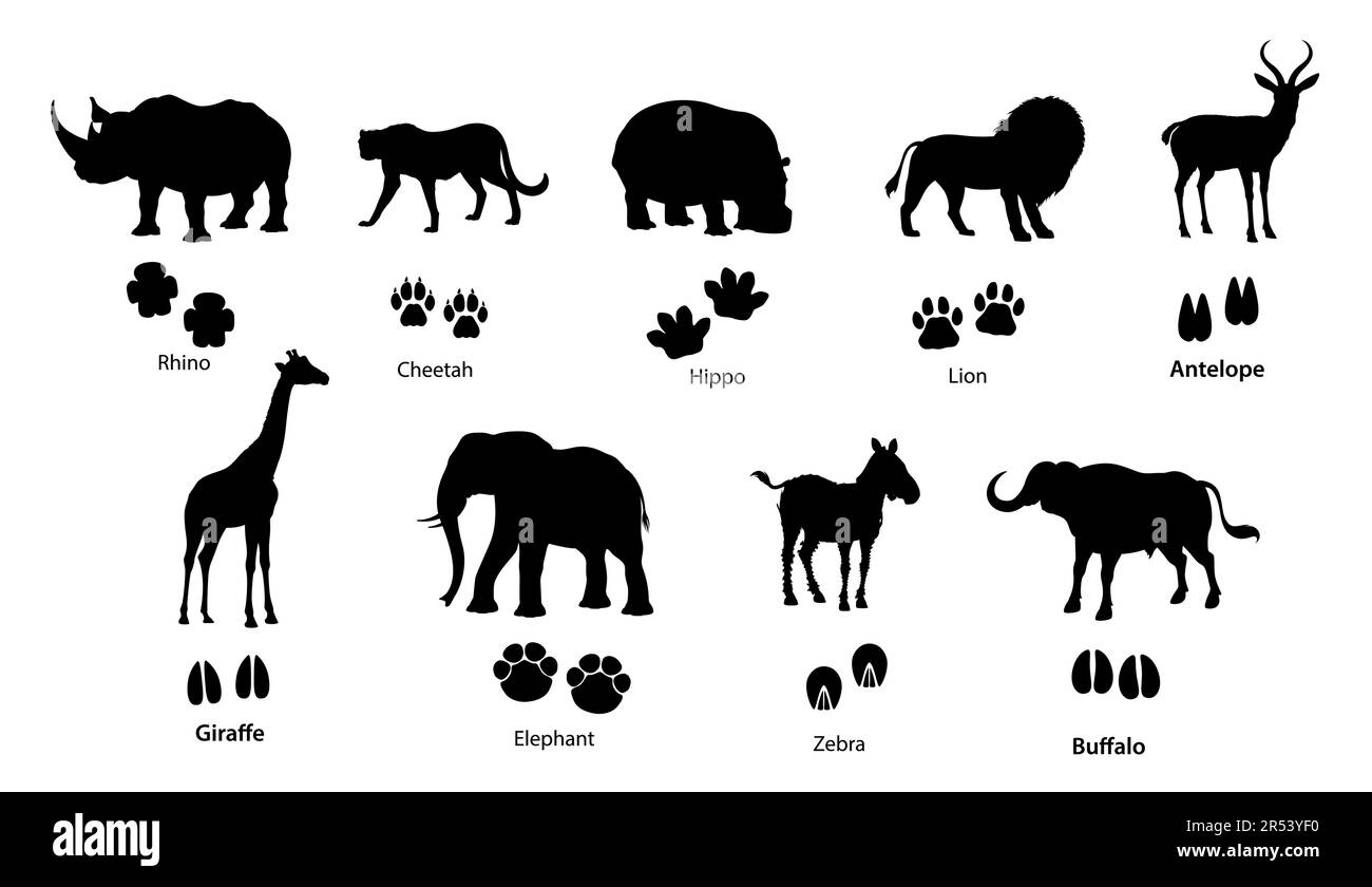 Silhouette di animali africani con impronte. Leone vettoriale, elefante, rinoceronte e ghepardo, giraffa safari, zebra, ippopotamo, bufalo e antilope con zampa e. Illustrazione Vettoriale