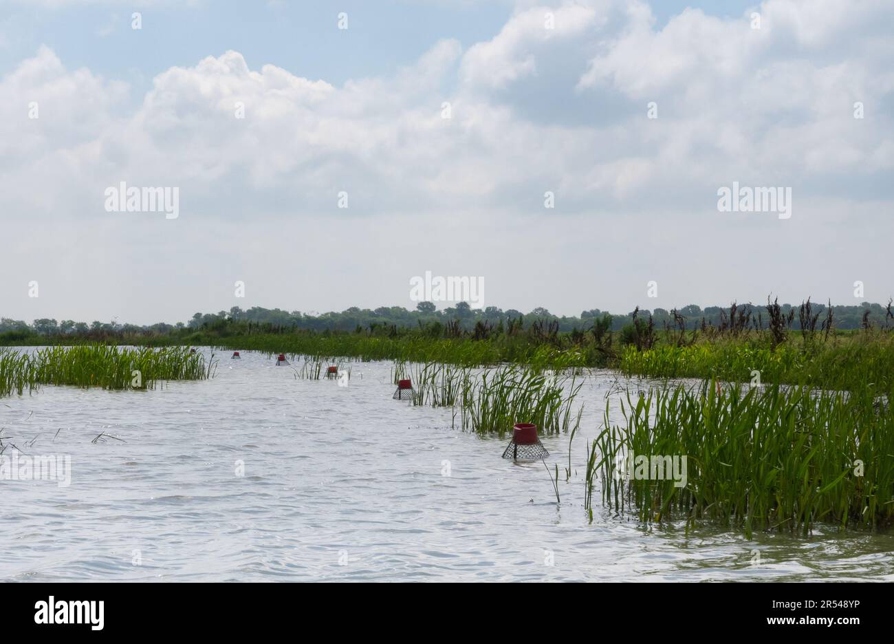 Trappole di gamberi o gamberi sommersi in una risaia allagata in Louisiana con cielo nuvoloso sopra. Foto Stock
