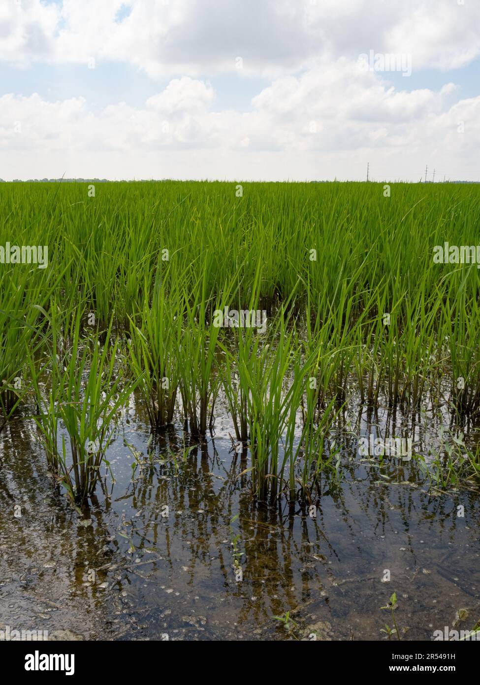 Risone allagato in Louisiana con riso nella fase di crescita della coltivazione e nuvole in testa. Foto Stock