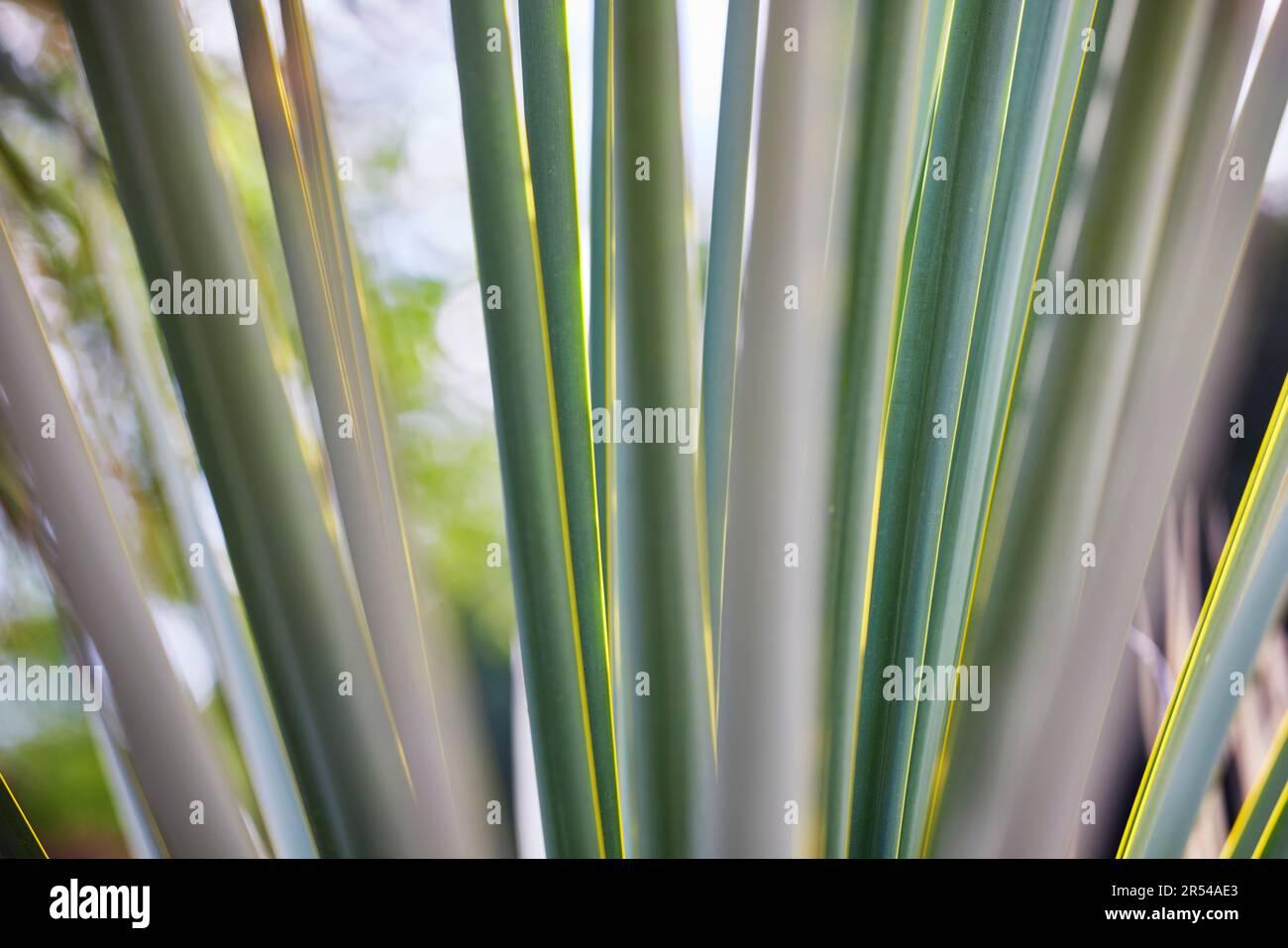 Primo piano delle Frawns di un albero di palma Foto Stock