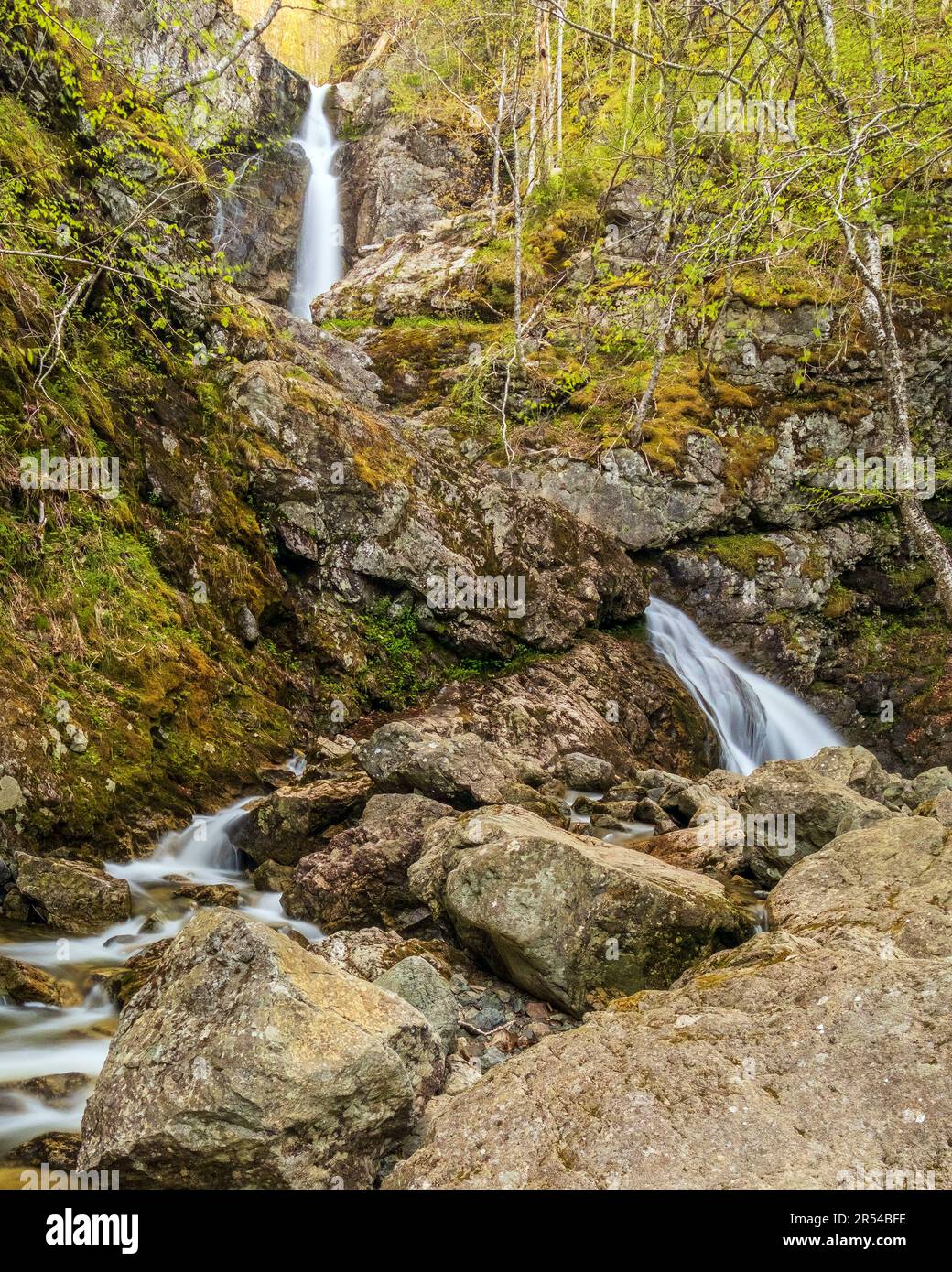 Il sentiero escursionistico attraverso la foresta nel Parco Provinciale di Uisge Ban Falls è un luogo apparentemente magico con splendide cascate e alberi intrecciati unici Foto Stock