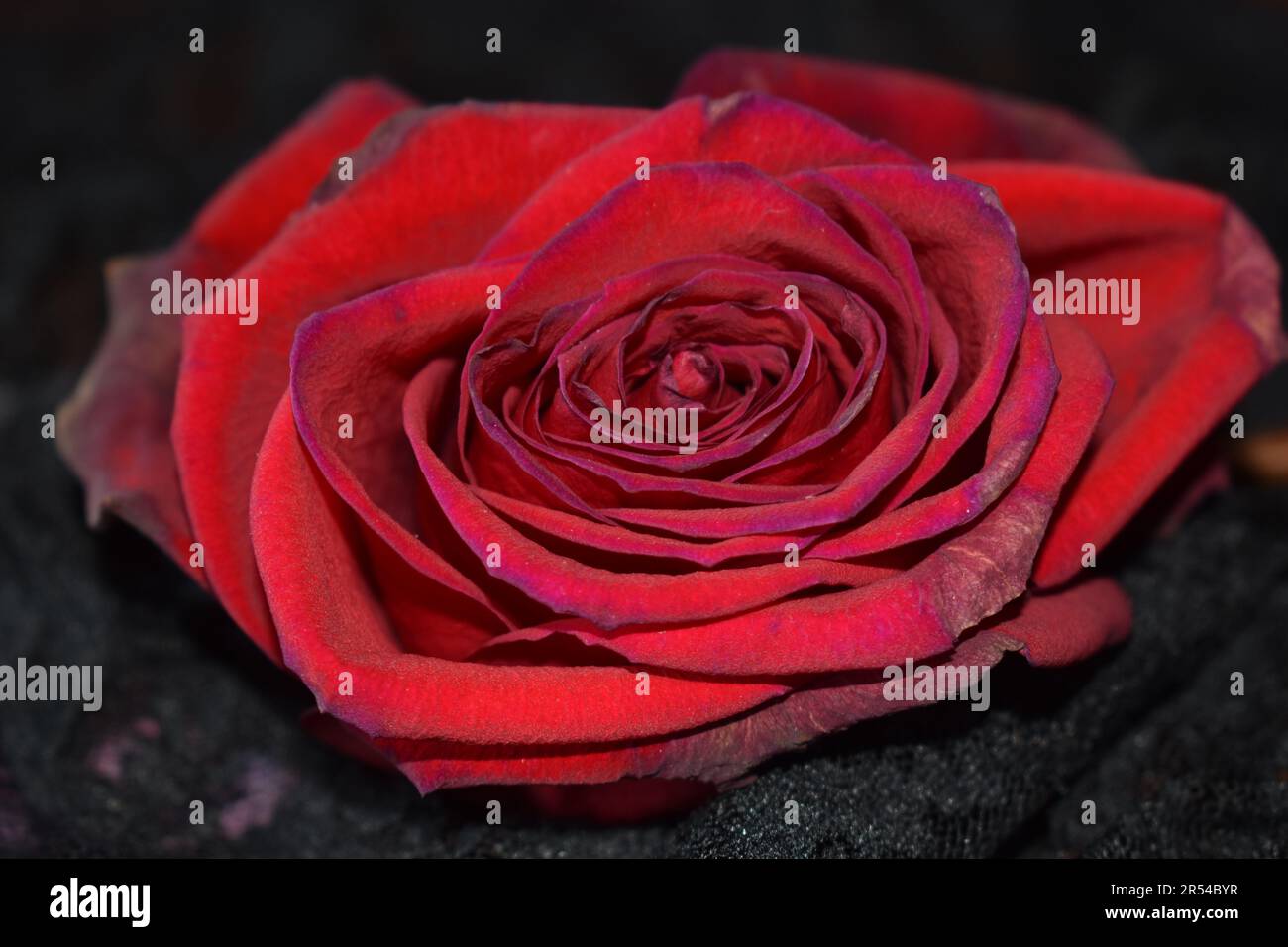 Rosa rossa sbiadita su pizzo nero Foto Stock
