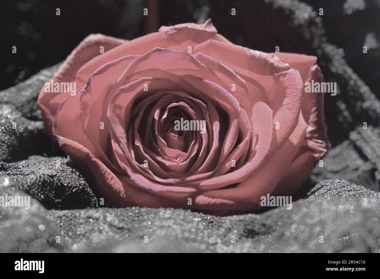 Rosa rossa sbiadita, modificata in rosa, sul pizzo nero Foto Stock