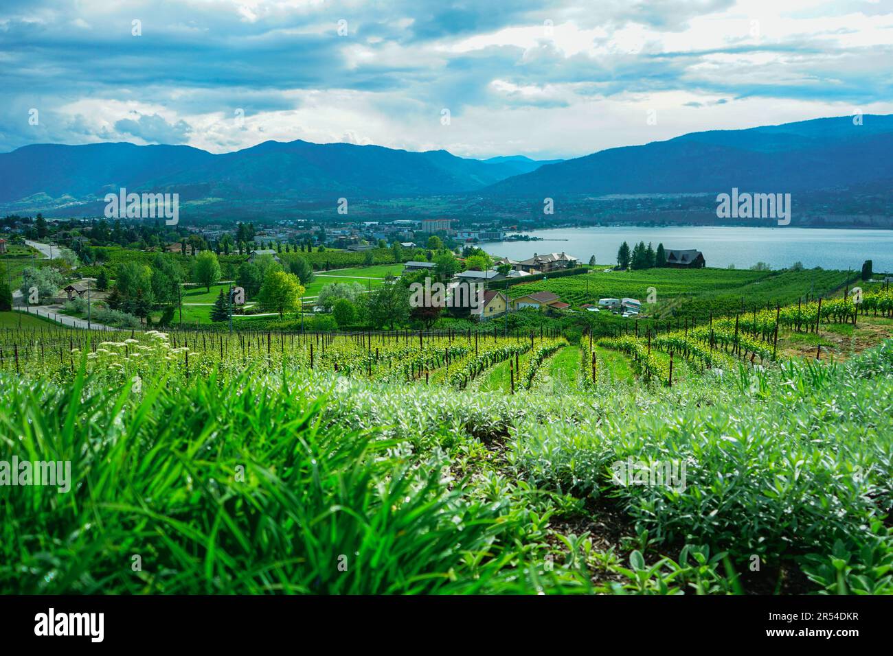 Vista dall'azienda vinicola Poplar Grove su Penticton e sul lago Okanagan. British Columbia, Canada Foto Stock