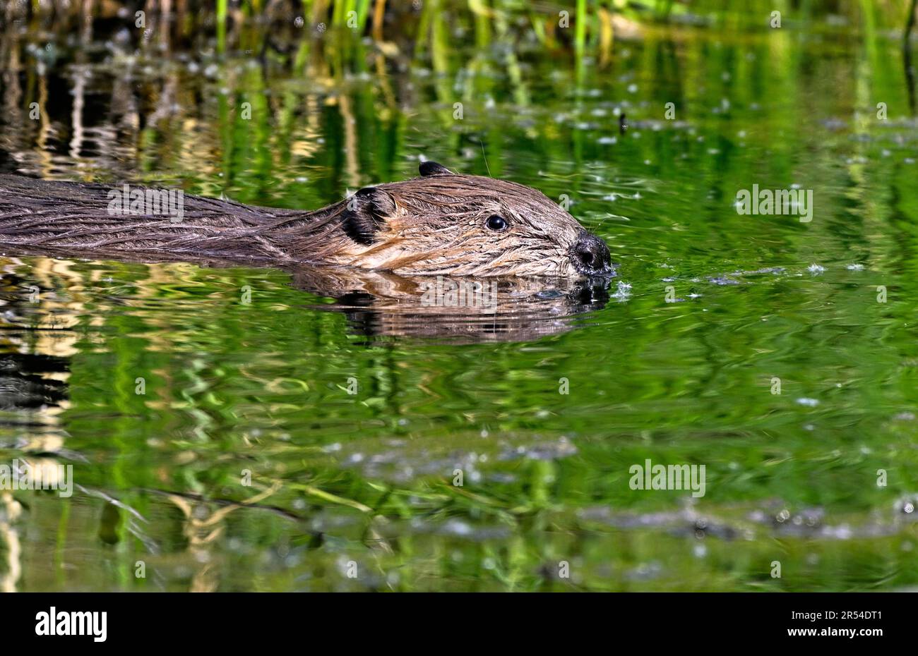 Immagine ravvicinata di un castoro selvatico, Castor canadensis, che nuota nella luce riflettente del suo laghetto di castoro. Foto Stock