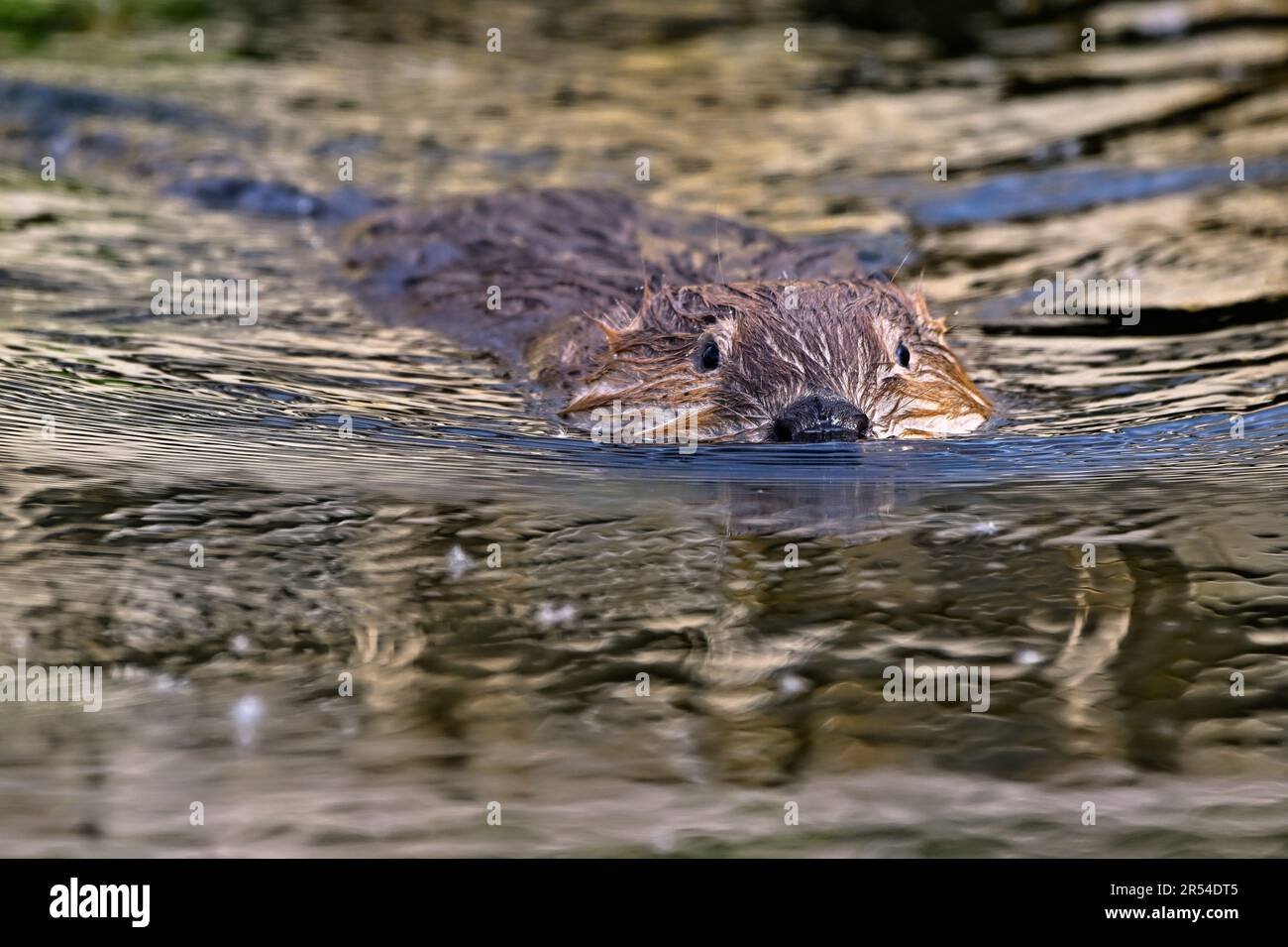 Immagine ravvicinata di un castoro selvatico, Castor canadensis, che nuota nella luce riflettente del suo laghetto di castoro. Foto Stock