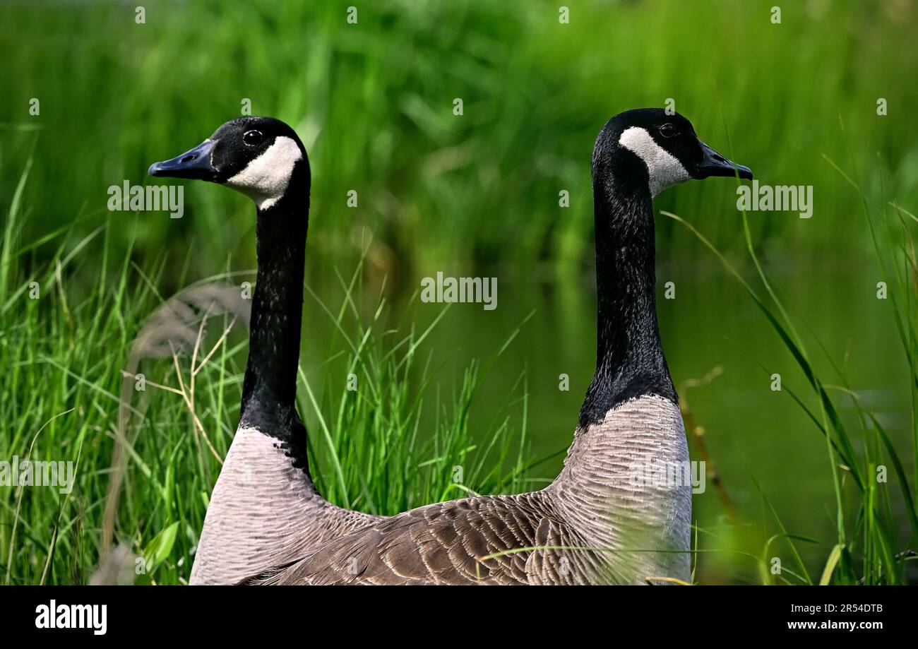 Immagine ravvicinata di un paio di esemplari adulti selvatici di oca canadese "Branta canadensis", in un habitat paludoso nella zona rurale dell'Alberta Canada Foto Stock