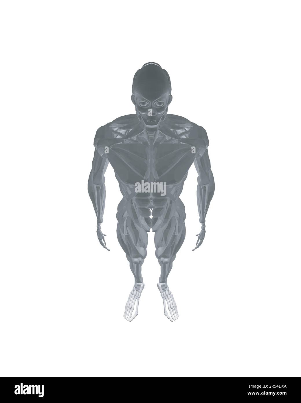 Anatomia umana. Modello di sistema muscolare corpo maschile. Anatomia del sistema muscolare maschile - vista posteriore e anteriore - corpo intero. Corpo poligonale dell'uomo. 3D. Illustrazione Vettoriale