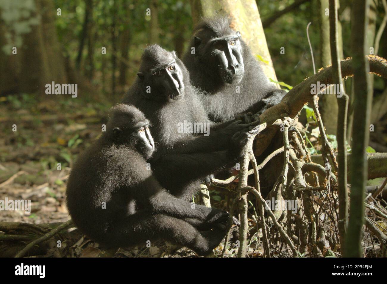 Ritratto di gruppo di macachi neri Sulawesi (Macaca nigra) nella Riserva Naturale di Tangkoko, Nord Sulawesi, Indonesia. Almeno dal 1997, gli scienziati stanno esaminando i possibili effetti del cambiamento climatico sui primati del mondo, con i risultati che sta presumibilmente cambiando i loro comportamenti, le loro attività, i cicli riproduttivi e la disponibilità alimentare. Foto Stock
