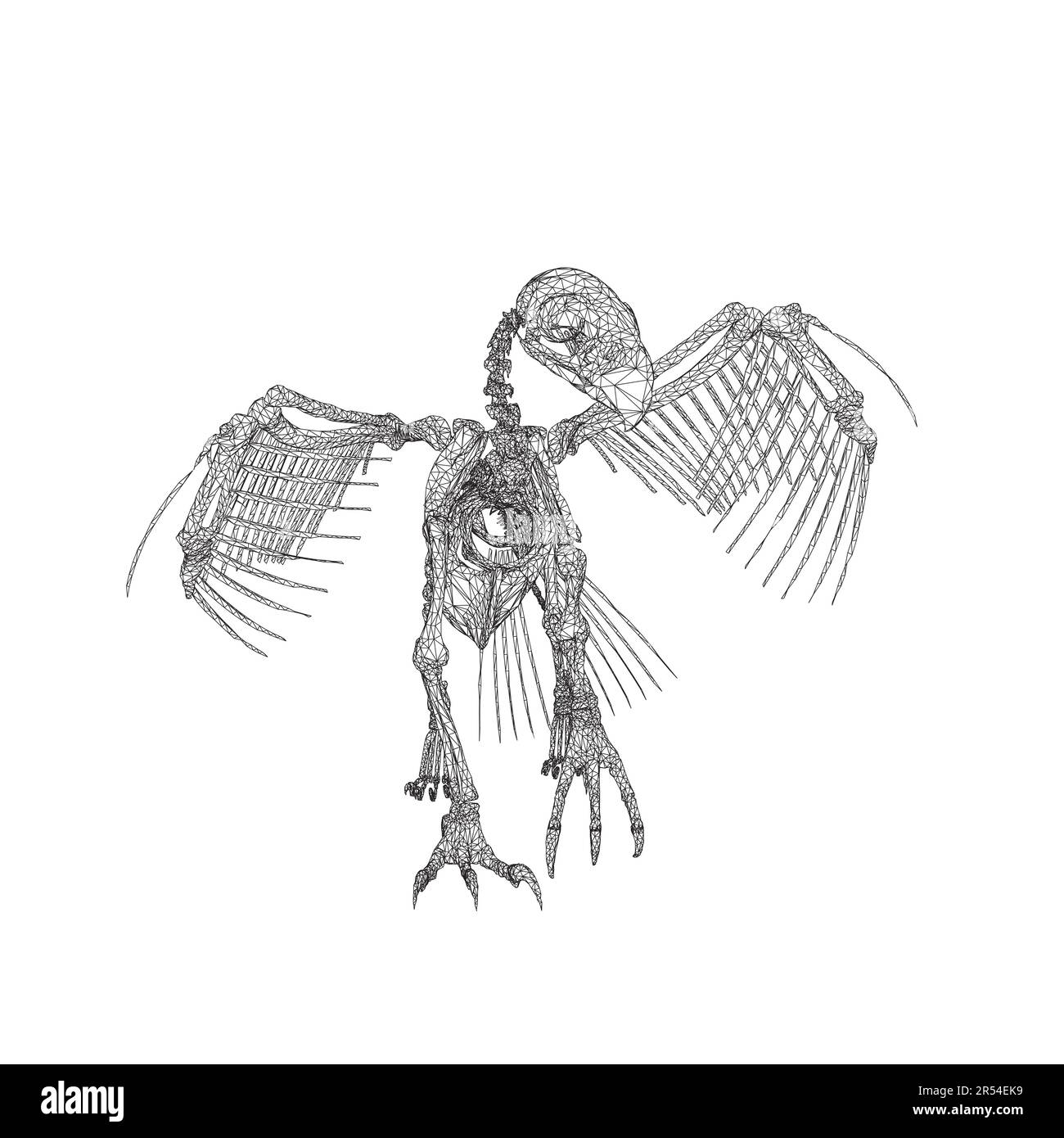 Illustrazione vettoriale scheletro animale uccello isolato su sfondo bianco, disegno a mano scheletro corvo. Doodle digitale ossa del cranio animale, vettore scheletro si Illustrazione Vettoriale