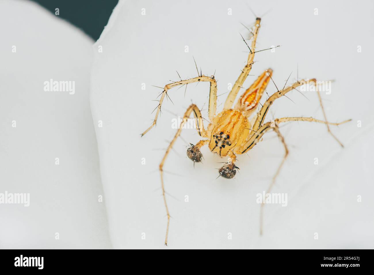 Un ragno giallo o Oxyopes salticus, ragno lince, comunemente noto come il ragno lince striato su petalo bianco e gocce d'acqua sul corpo, foto macro di INS Foto Stock