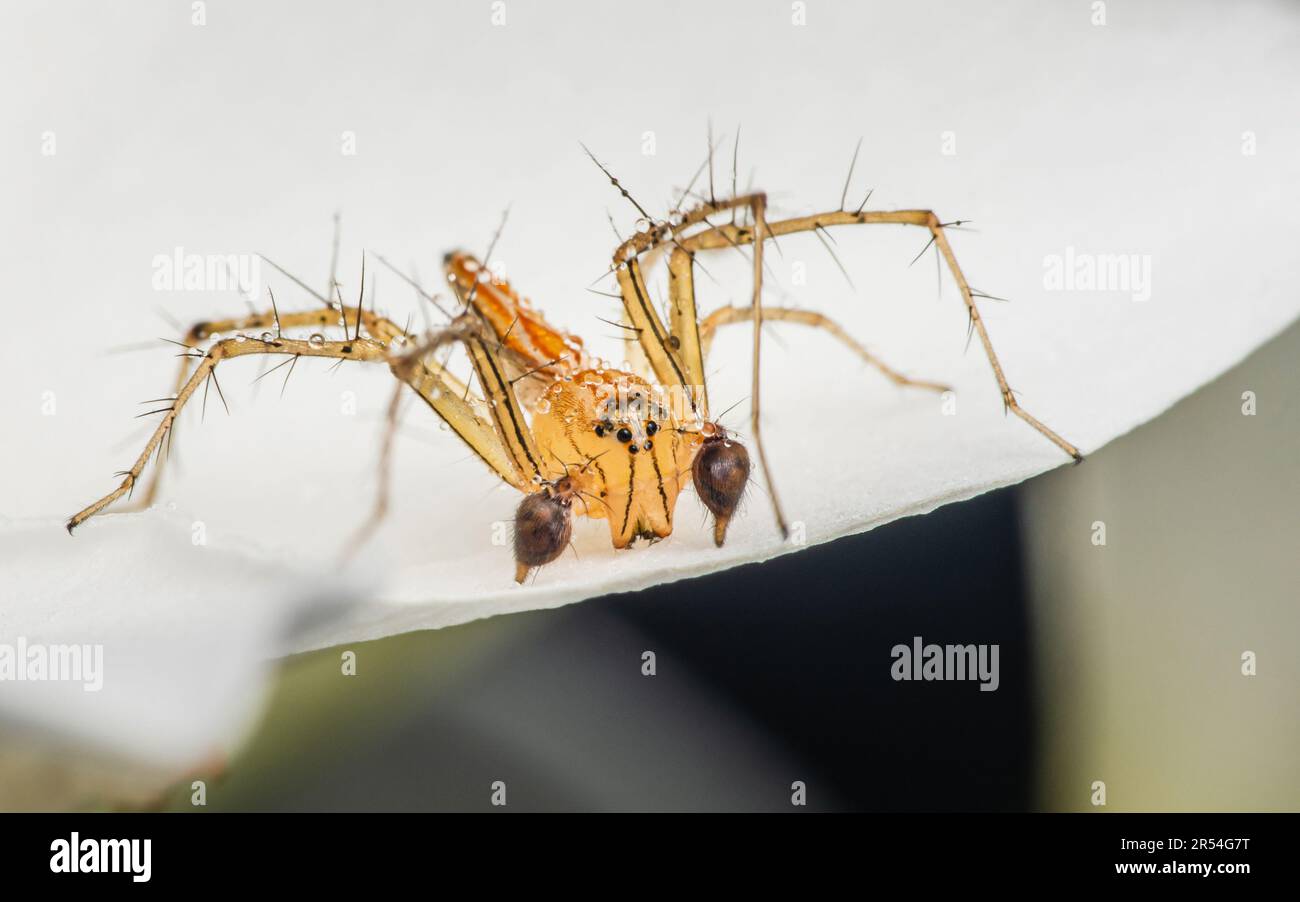 Un ragno giallo o Oxyopes salticus, ragno lince, comunemente noto come il ragno lince striato su petalo bianco e gocce d'acqua sul corpo, foto macro di INS Foto Stock