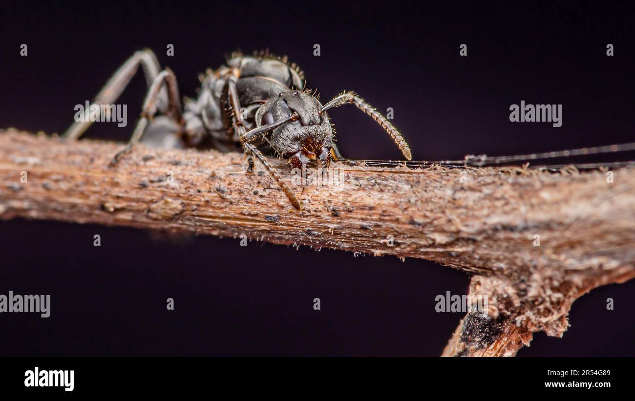 Primo piano faccia della formica nera sul ramo dell'albero, fuoco selettivo. Foto Stock
