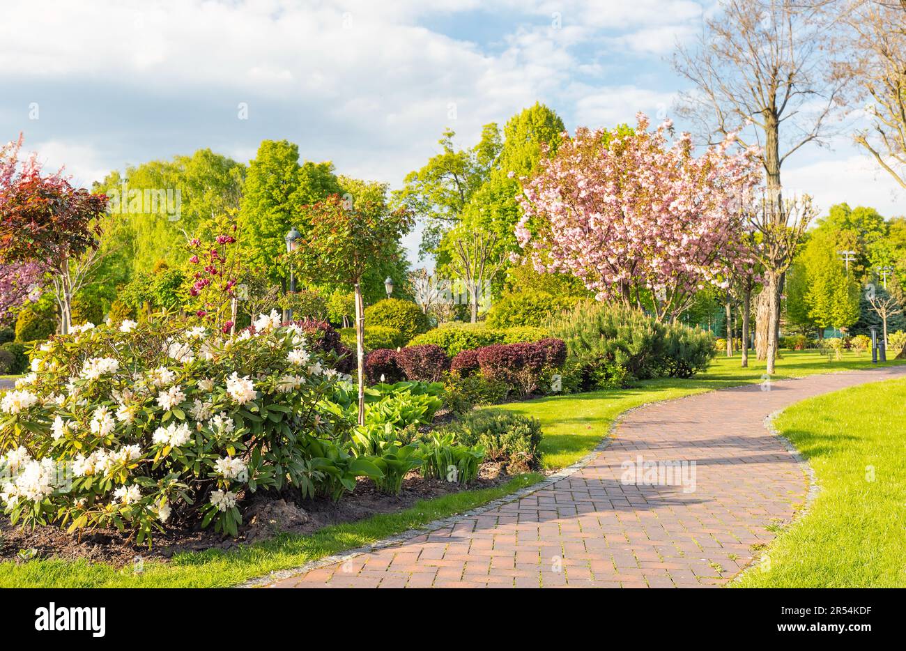 Splendido giardino paesaggistico con cespugli di azalea in fiore e albero sakura che cresce lungo una passerella pavimentata in una calda giornata primaverile. Foto Stock