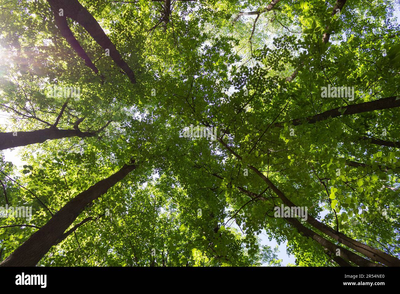 Vista dal basso verso l'alto delle cime degli alberi con fogliame verde giovane, la corona degli alberi della foresta fra cui i raggi del sole si infrangono. Foto Stock