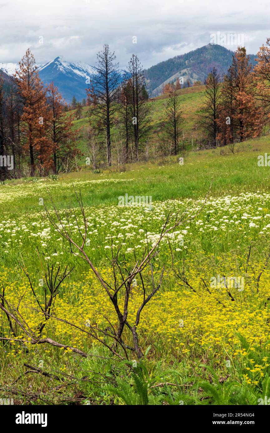 Un campo di fiori mostra fiori primaverili con una fila di alberi, incantati da fuoco selvatico, in piedi in lontananza. Foto Stock