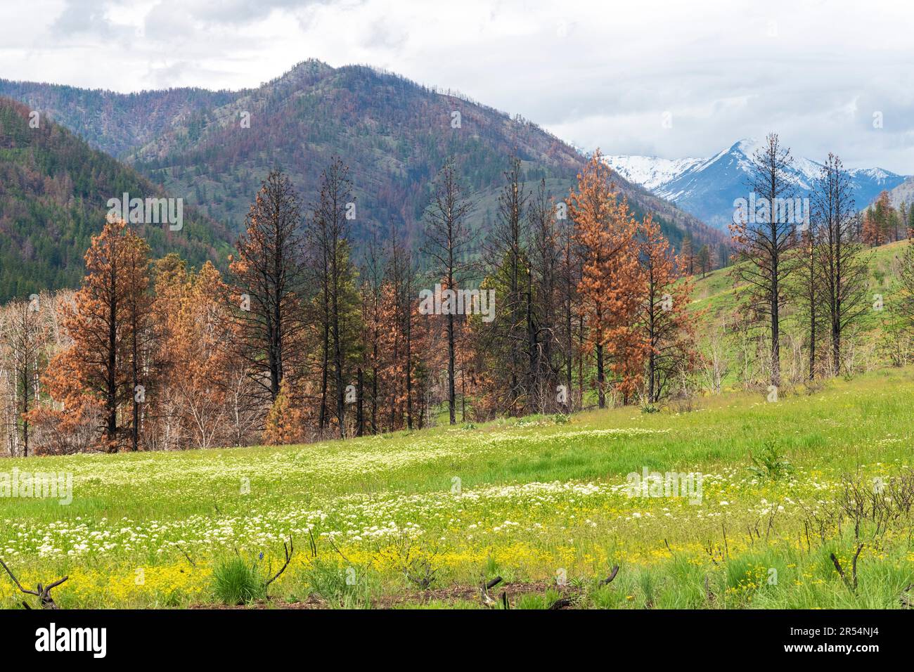 Alberi incantati dal fuoco nella catena montuosa North Cascade sulla Sun Mountain, vicino a Winthrop, Washington. Foto Stock