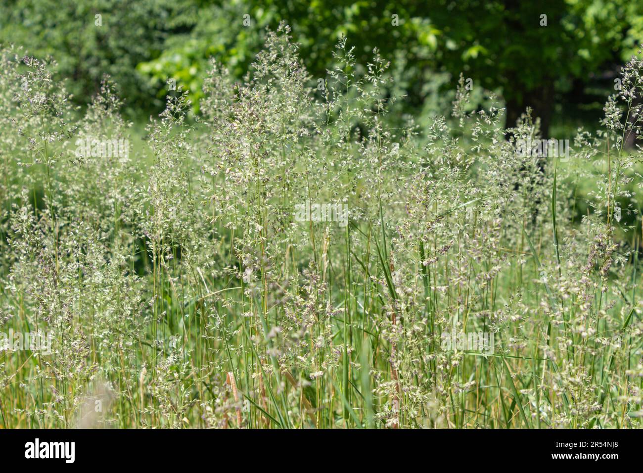 Prato sovracresciuto con erba alta primo piano Foto Stock