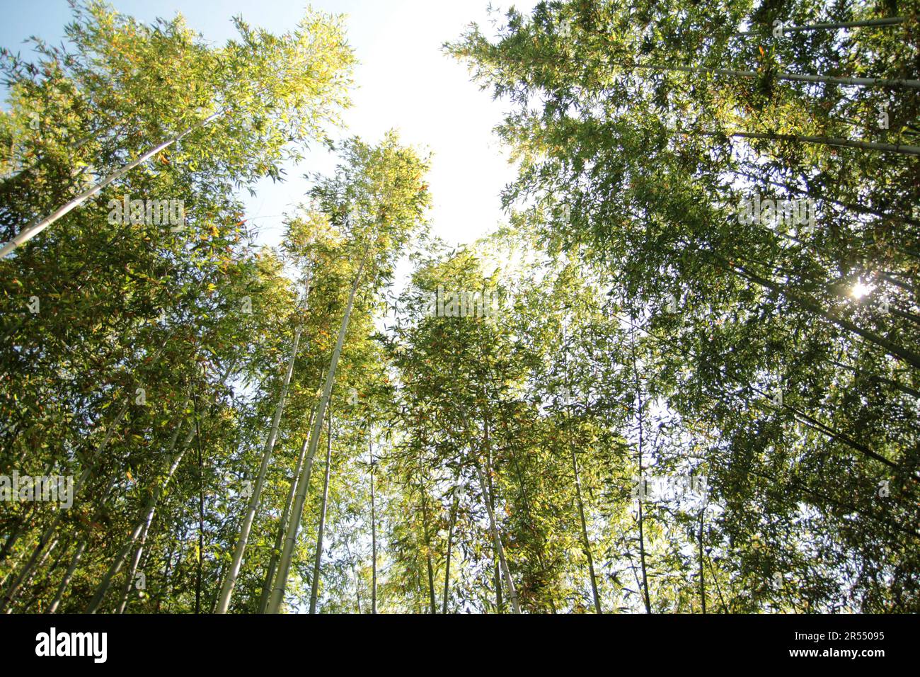 Parco primaverile scenario con bambù e rose e strada a Namgang, Jinju città, Corea del Sud Foto Stock