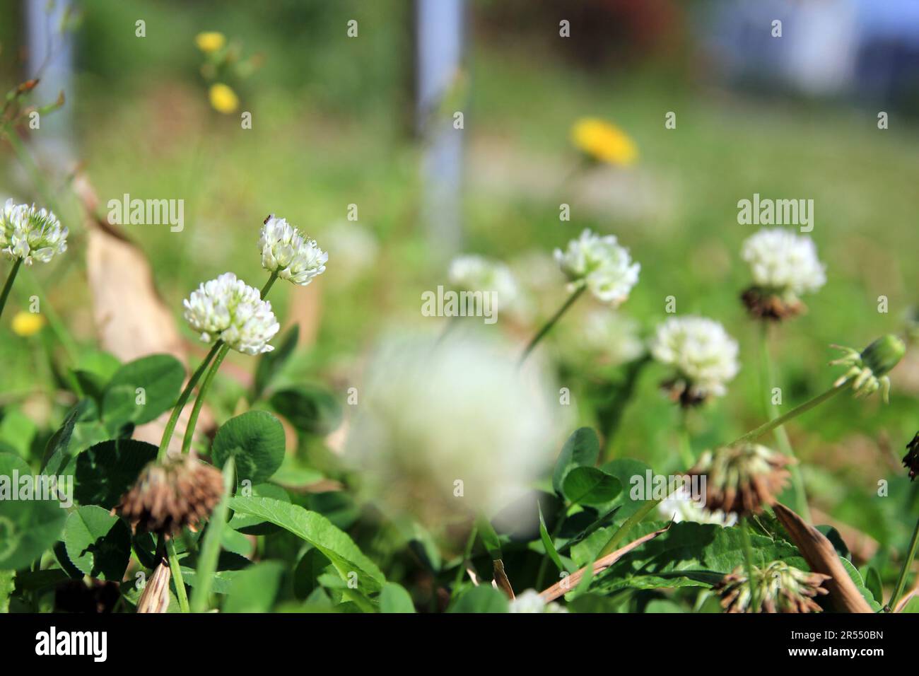 Parco primaverile scenario con bambù e rose e strada a Namgang, Jinju città, Corea del Sud Foto Stock