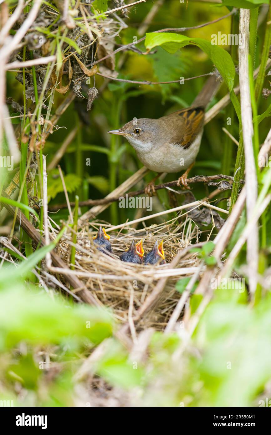 Comune gola bianca Sylvia communis, femmina adulto con pulcini in nido, Suffolk, Inghilterra, maggio Foto Stock