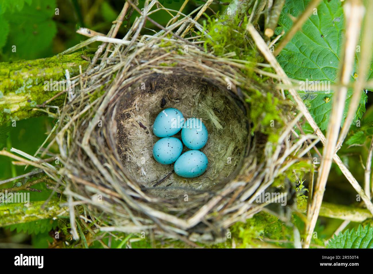 Canzone Thrush Turdus philomeos, nido contenente 4 uova, Suffolk, Inghilterra, maggio Foto Stock