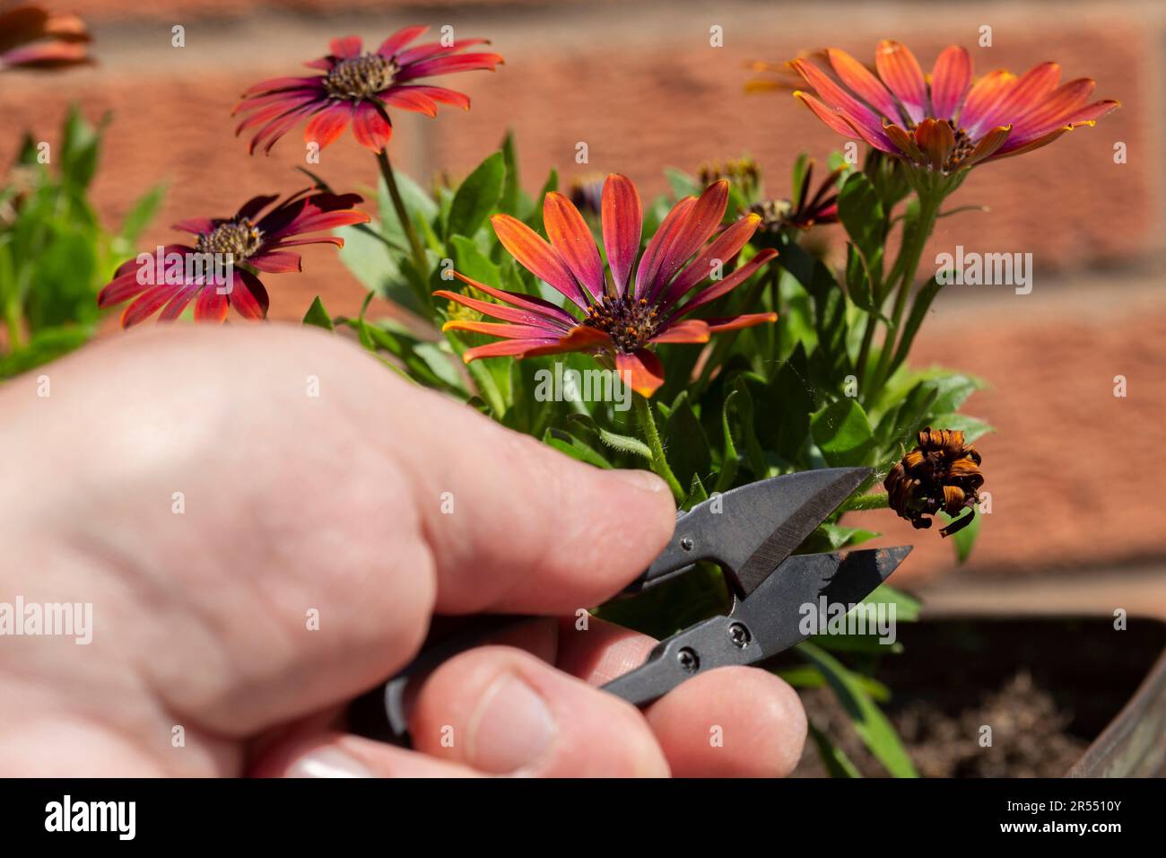Taglio deadeshadading Osteospermum fiori piante con un metallo da giardino taglierina può. In una vecchia piantatrice a scatola di metallo Foto Stock