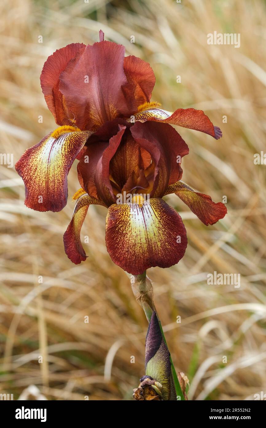 Iris Kent Pride, iride alta bearded, standard perenni, marroni-castani, centri petali giallo-crema, striature marroni, Foto Stock