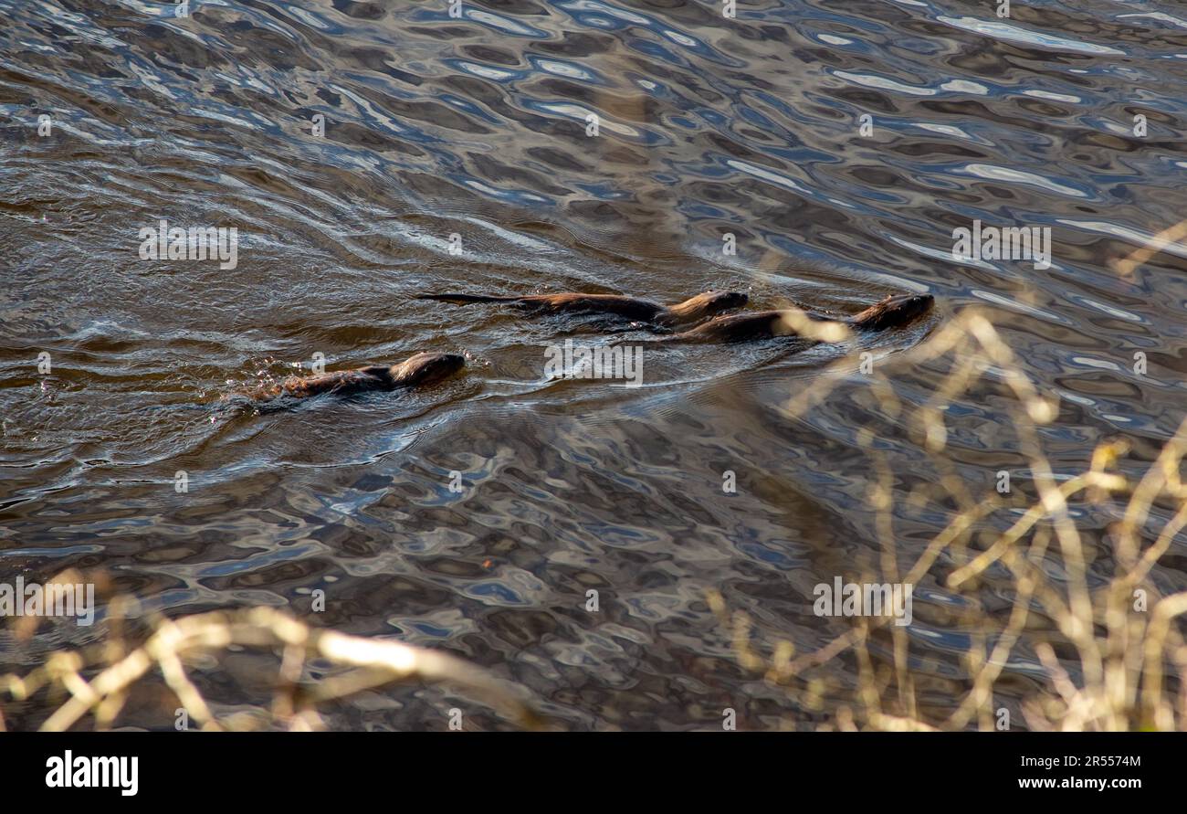 Lontra Willd sul fiume Tweed Foto Stock