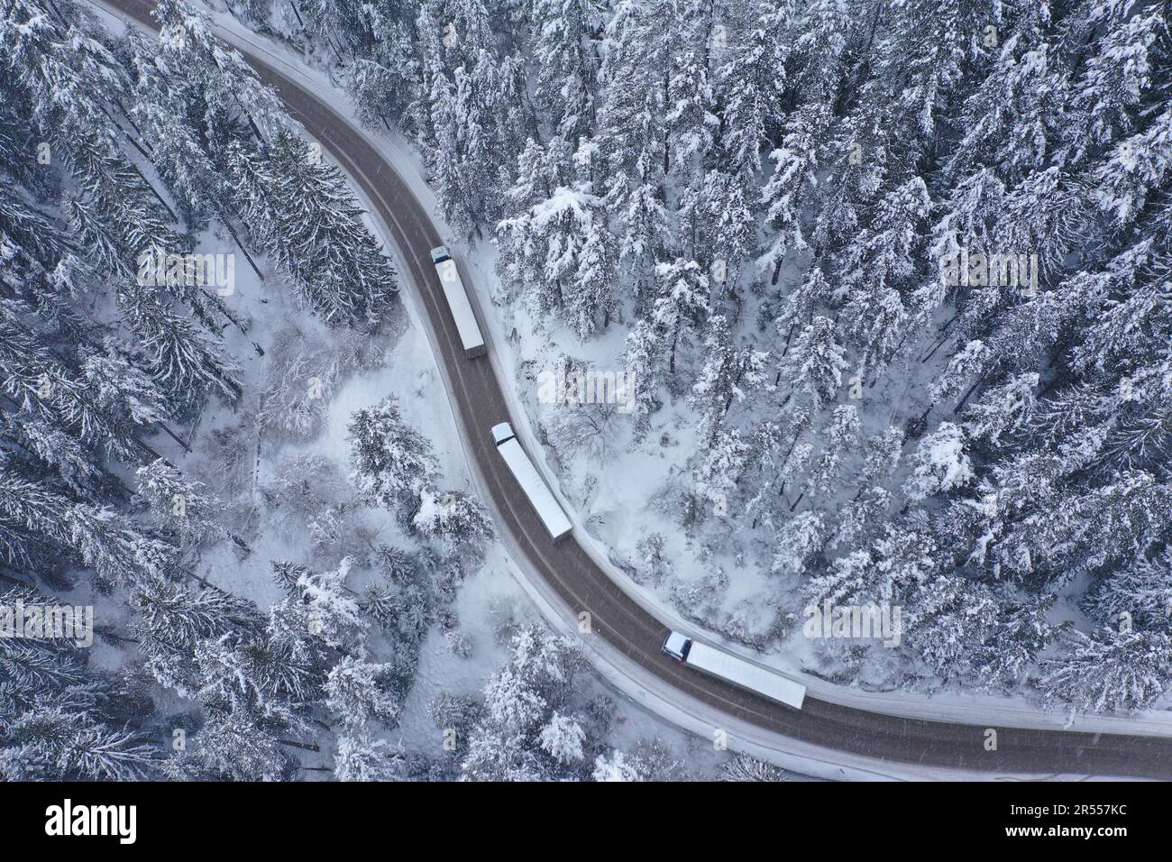 Convoglio di camion che si muovono durante le nevicate su una strada tortuosa e tortuosa di montagna che passa attraverso una pineta innevata Foto Stock