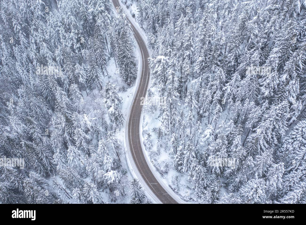 Tortuosa e tortuosa strada di montagna che attraversa una pineta innevata con nevicate Foto Stock