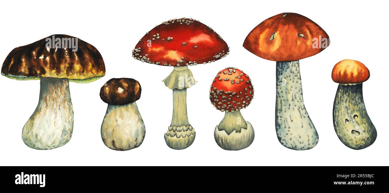 Acquerello di funghi selvatici con funghi porcini, funghi rossi, mosca agarico grande e piccolo. Illustrazione isolata disegnata a mano su bianco Foto Stock