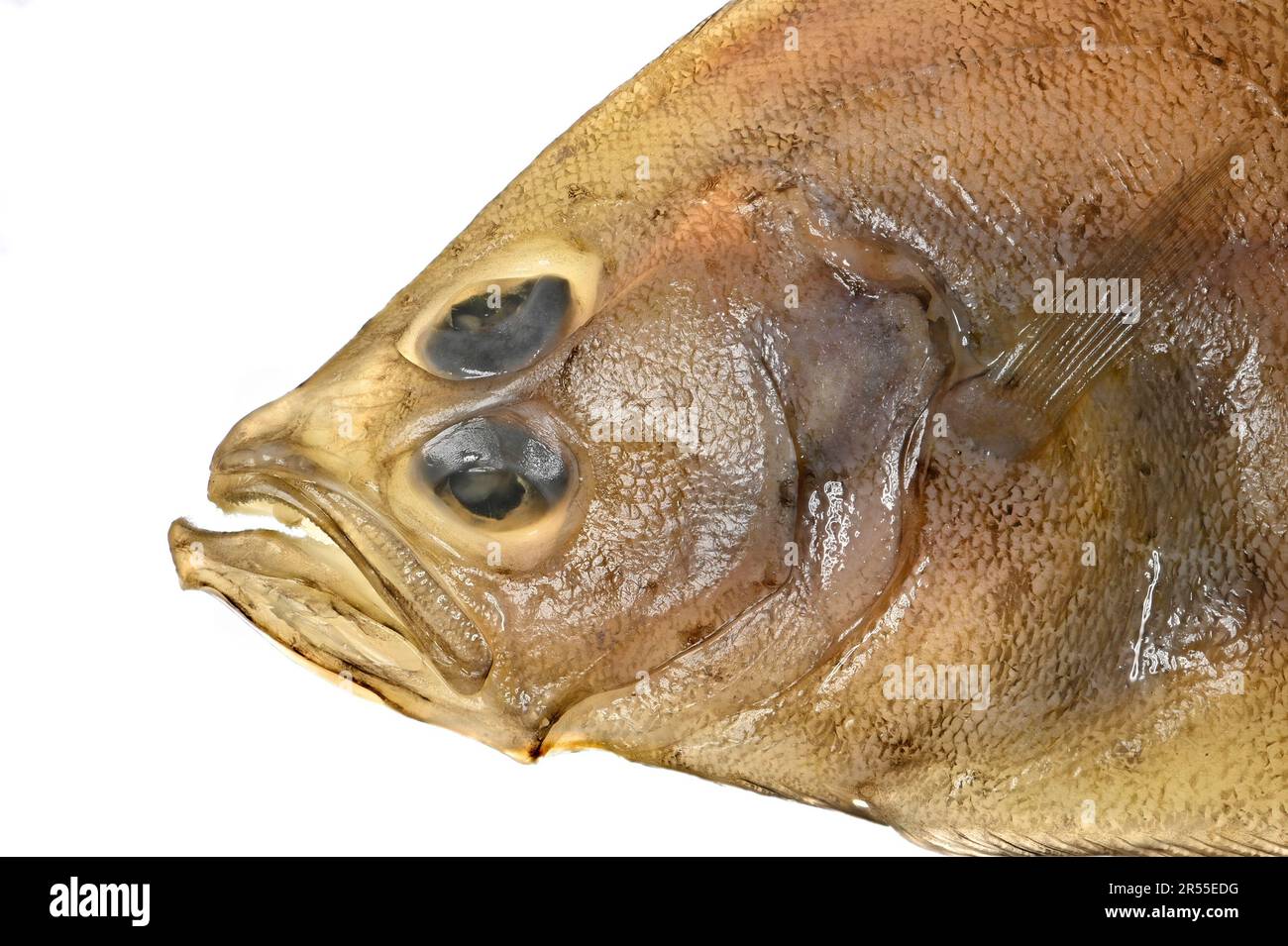 Megrima / Megrim Sole / Whiff / Cornish Sole (Lepidorhombus whiffiagonis) pesce piatto con gli occhi sinistri -illuminato da dietro Foto Stock