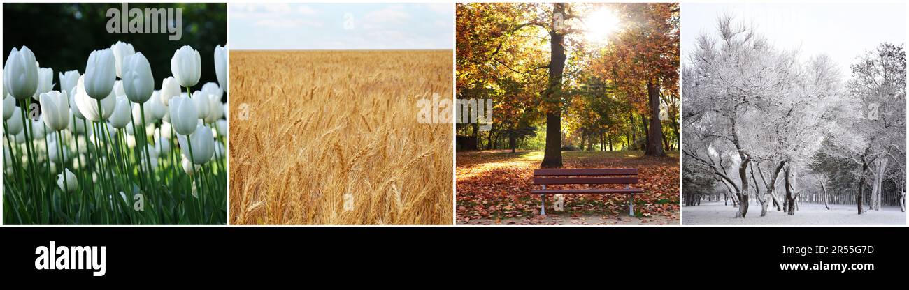 Quattro stagioni. Collage design con belle foto della natura Foto Stock