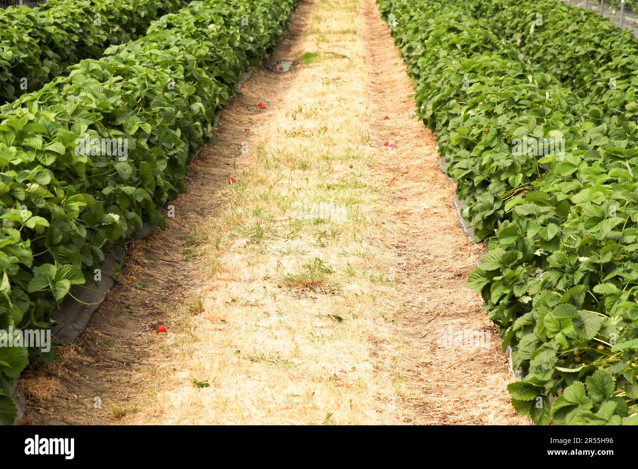 Garson Farm PYO, primo raccolto di tunnel coltivato raccogliere le vostre fragole, Asher 2023 Foto Stock