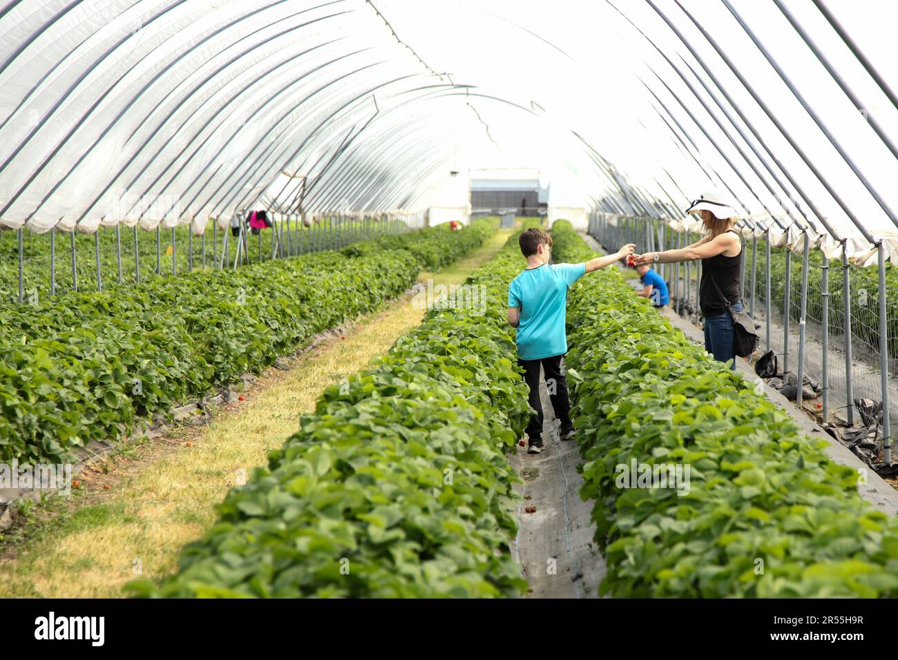 Madre e bambino Strawberry raccolta a Garson Farm PYO, primo raccolto di tunnel coltivato raccogliere le vostre fragole, Asher 2023 Foto Stock