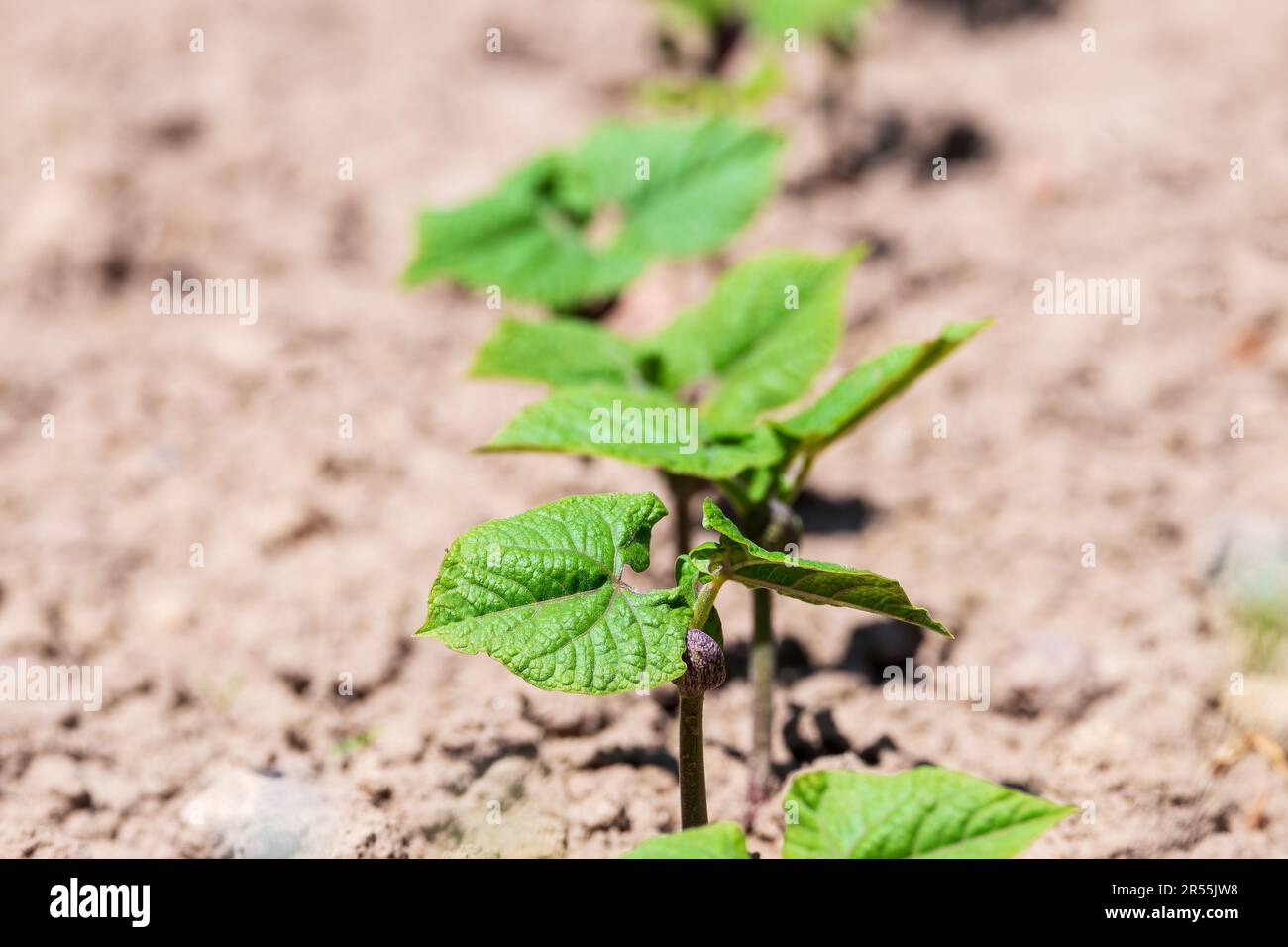 Germinazione di germogli giovani di fagioli di asparagi di fila. Agricoltura domestica biologica. Messa a fuoco selettiva Foto Stock