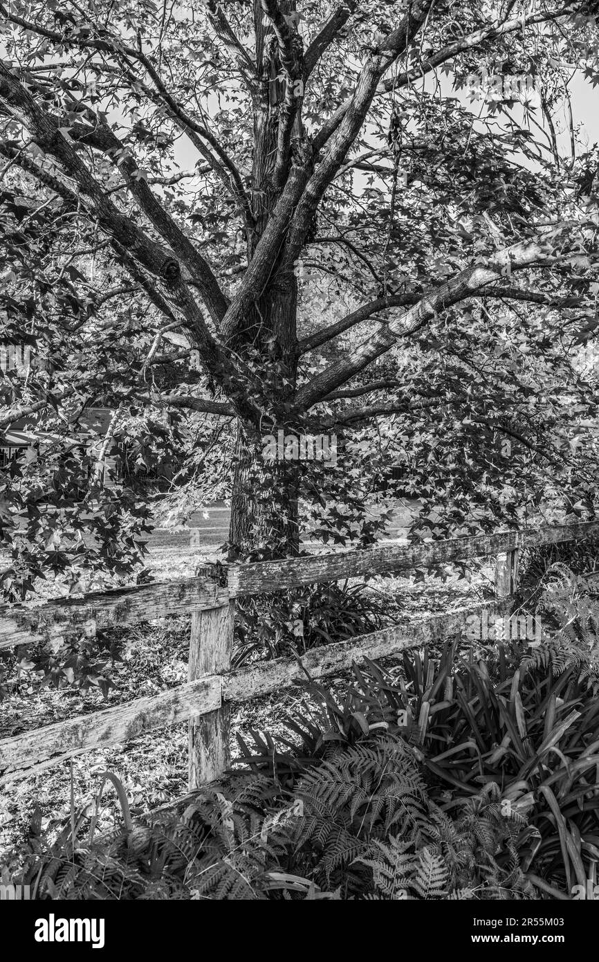 Albero, foglie e piante vicino ad una recinzione durante l'autunno in monocromia - fuori e circa in Erina e Holgate cattura i colori che cambiano sugli alberi o Foto Stock